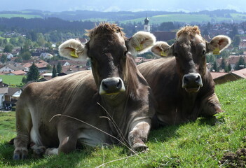 2 Kühe am Wegesrand in den Voralpen