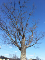 街角に立つ樹木