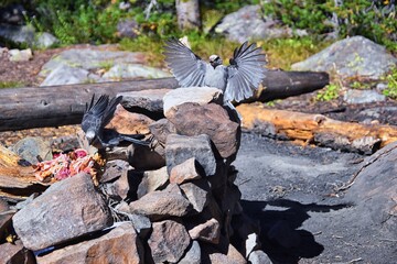 Gray Jay (PERISOREUS CANADENSIS) bird widespread of the boreal and subalpine coniferous forests of North America stealing food from a campsite in Uinta Mountains from, Utah, United States.