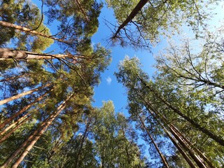 trees and sky