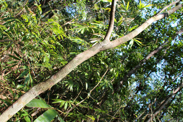 Phou Khao Khouay park in Laos