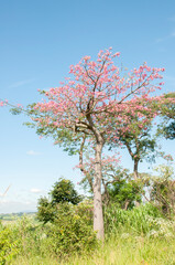 tree in reforestation area