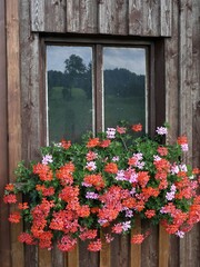 Fototapeta na wymiar Fenster mit Blumen im Voralpengebiet