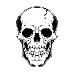 Human skull. Front view. Vector black and white hand drawn illustration