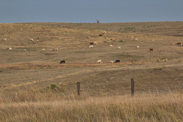 Obraz premium Cattle Grazing in rural Nebraska