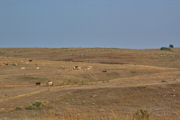 Fototapeta premium Cattle Grazing in rural Nebraska