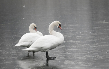 A Mute Swan (cygnus olor) in the Ziegeleipark, Heilbronn, Germany