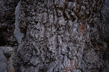 The texture of an old tree. The bark of the tree. . High quality photo