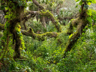 Lush green tropical forest in southwestern Florida in the United States