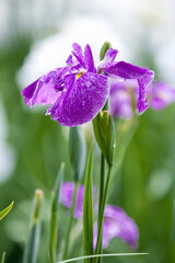 城北花菖蒲園