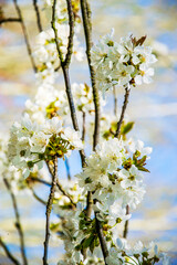Spring background. White flowers of an cherry tree close-up on a bright background.