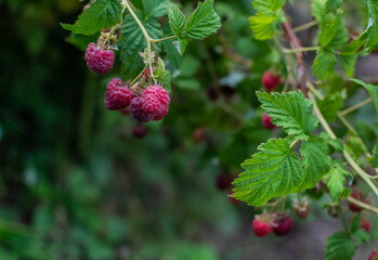 Red scarlet pink raspberries on the branches, among the green carved leaves on bush in the summer garden. Harvest