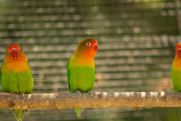 oiseau trropical vert exotique 