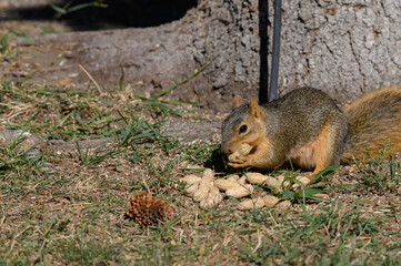 Naklejka na ściany i meble peanut eating squirrel next to tree