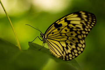 Fototapeta na wymiar papillon insecte coloré tropical 