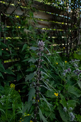 Flowers of medicinal plants Motherwort (Leonúrus).