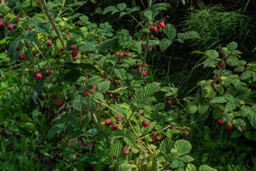 Red scarlet pink raspberries on branches with green carved leaves on bushes in the summer garden. Harvest