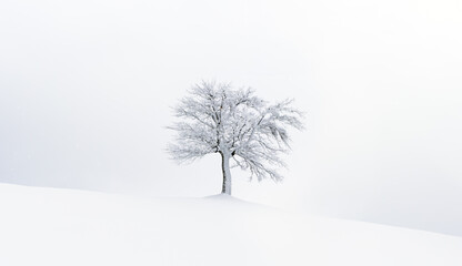 Minimalistic landscape with a lonely naked snowy tree in a winter field. Beautiful scene in cloudy and foggy weather. Christmas and winter holidays background