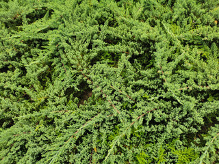 Tropical pine background or wallpaper.