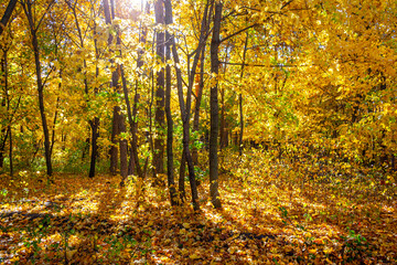 Autumn forest in a beautiful outfit