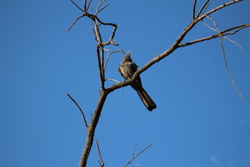 Photo Taken in Pilanesberg National Park.