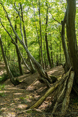 Obraz premium Autumn sun lit trees in woodland with shadows along path and den made from branches