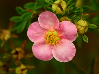 pink cinquefoil in the garden