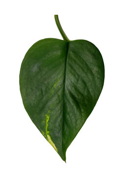 Goldene Efeutute Blatt auf wei&szlig;em Hintergrund