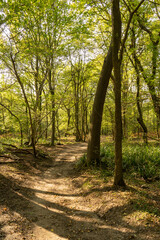 Autumn sun lit trees in woodland with shadows along path