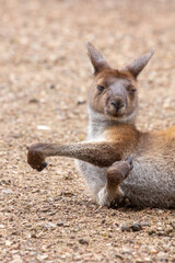 Laying Western grey kangaroo in John Forrest National Park, Perth, Western Australia