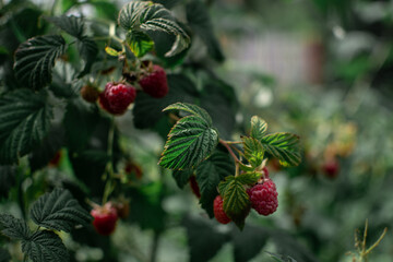 Scarlet red pink raspberries on branches with green carved leaves on bushes in the summer garden. Harvest. Overcast Close-up