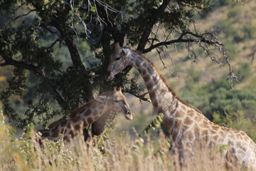 Photo Taken in Pilanesberg National Park.
