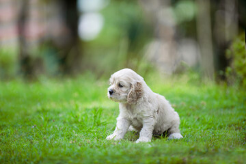 One cute puppy.Adorable little cocker spaniel in the outdoors.Domestic pet purebred pedigree.Golden pup isolated.Lost young dog in the park.Mammal on grass.