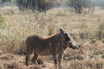 Photo Taken in Pilanesberg National Park.