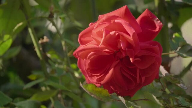 Beautiful red rose during a sunny day in spring. Close up shot with green leaves in the background moving slightly because of the wind.