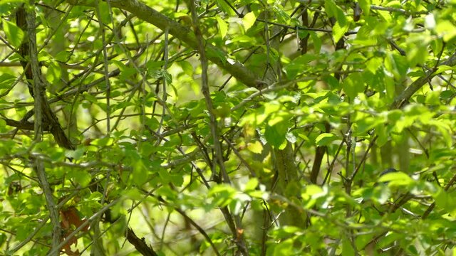 A beautiful Northern Parula being curious and jumping from branch to branch on a green and leafy tree