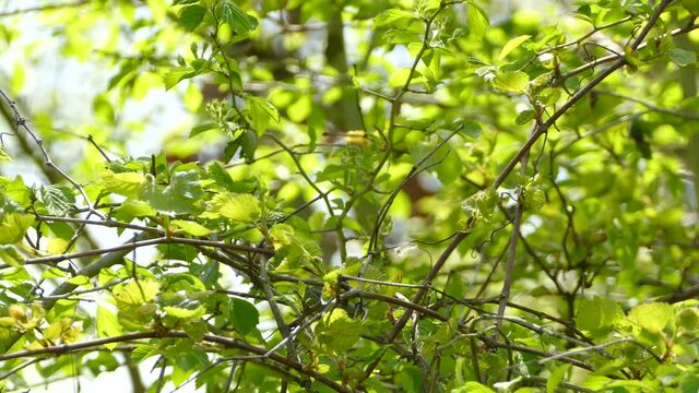 A Northern Parula fluttering around between the branches of a green and leafy tree