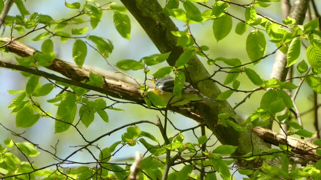 A calm Northern Parula sitting on a branch looking around at the surroundings