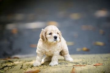 Lost male puppy on pedestrian walk on road.Cocker spaniel pet in outdoor.Cute animal young dog purebred.