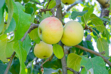 apples on branches in the garden close-up
