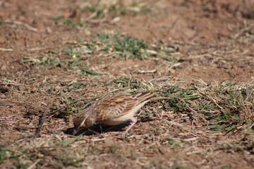 Photo Taken in Pilanesberg National Park.