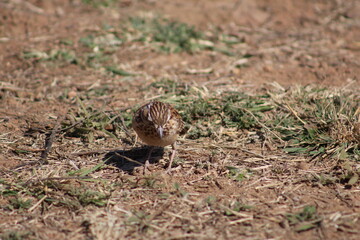 Photo Taken in Pilanesberg National Park.