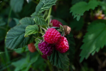 Scarlet pink ripe raspberries on branches with green carved leaves on bush in the summer garden. Harvest in light of sun. Close-up