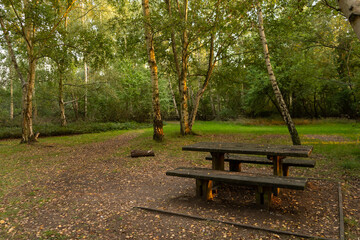 Wooden bench in trees at dusk with beautiful light landscape