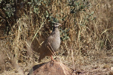 Photo Taken in Pilanesberg National Park.