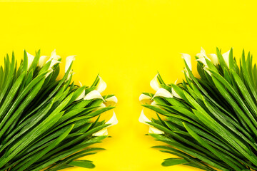 Fototapeta na wymiar Calla lilies flowers isolated on yellow background with copy space