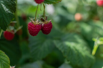 Two scarlet berries, red pink ripe raspberries on branches with green carved leaves in the garden. Summer harvest in light of sunset. Close-up