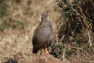 Photo Taken in Pilanesberg National Park.