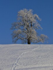 Einzelstehender Baum bei Saulgrub im Winter