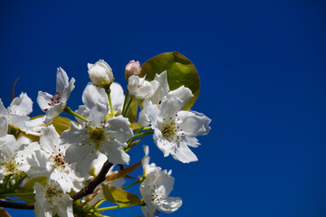 flowers on sky